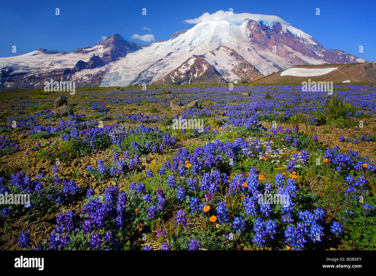 Tappeto di lupini il 1° Burroughs Montagna in Mount Rainier National Park in Western WASHINGTON, STATI UNITI D'AMERICA Foto Stock