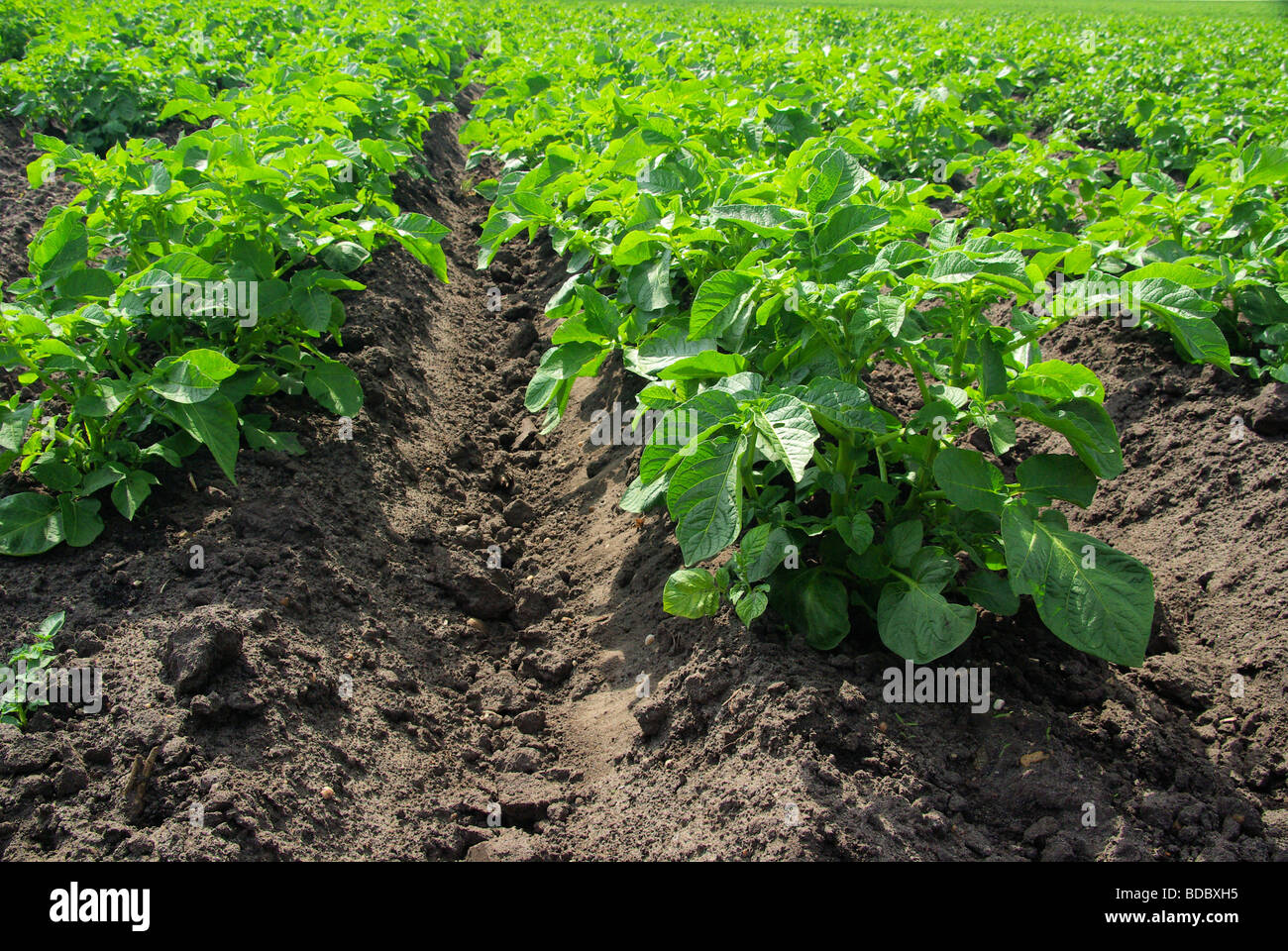 Kartoffelpflanze pianta di patata 11 Foto Stock