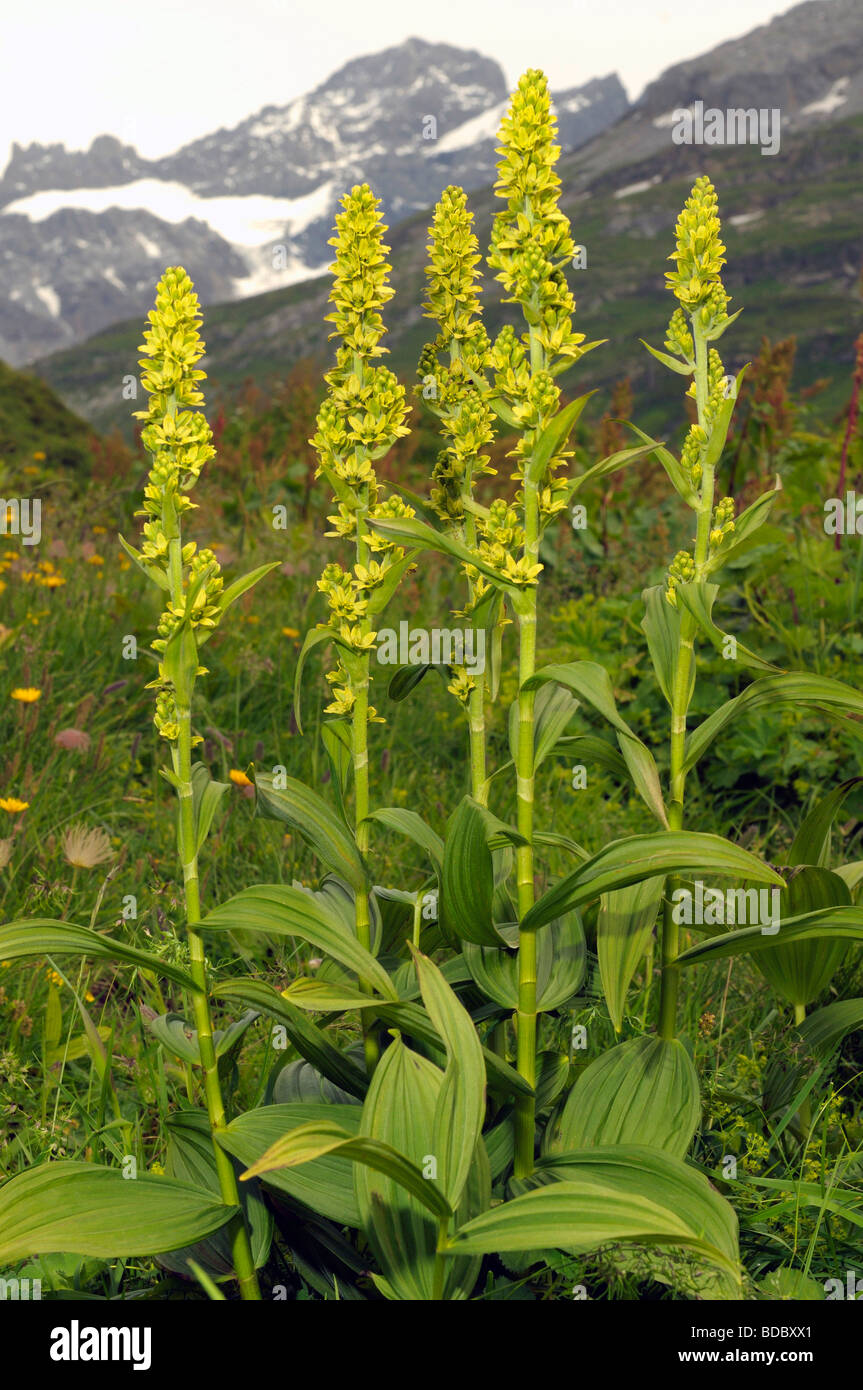 Veratrum bianco (Veratrum album), la fioritura delle piante contro il paesaggio alpino Foto Stock