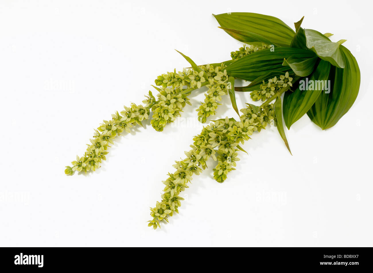 Veratrum bianco (Veratrum album), fioritura levetta, studio immagine Foto Stock
