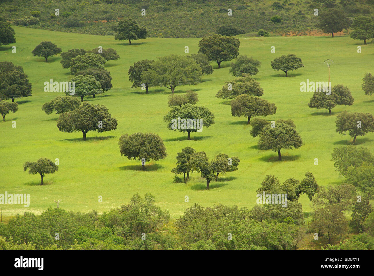 Dehesa 14 Foto Stock