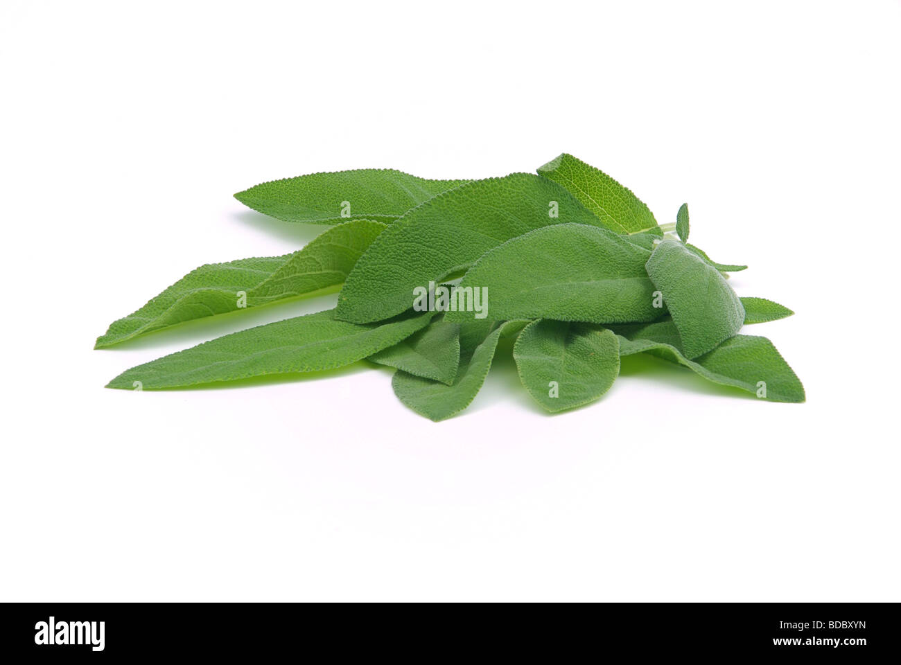 Salbeiblatt foglia di salvia 02 Foto Stock