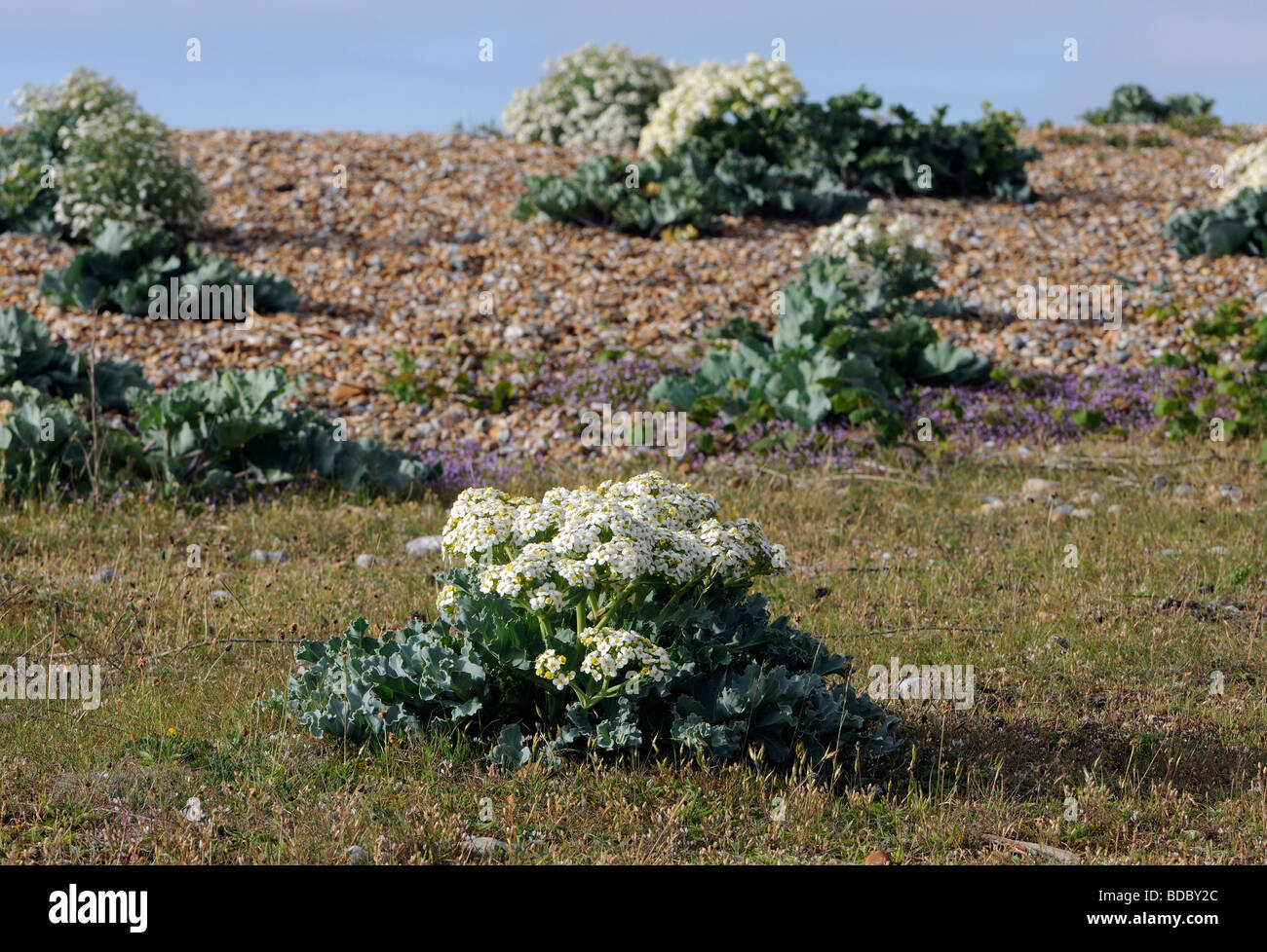 Cavolo riccio di mare (Crambe maritima) in fiore cresce su una spiaggia di ciottoli. Foto Stock