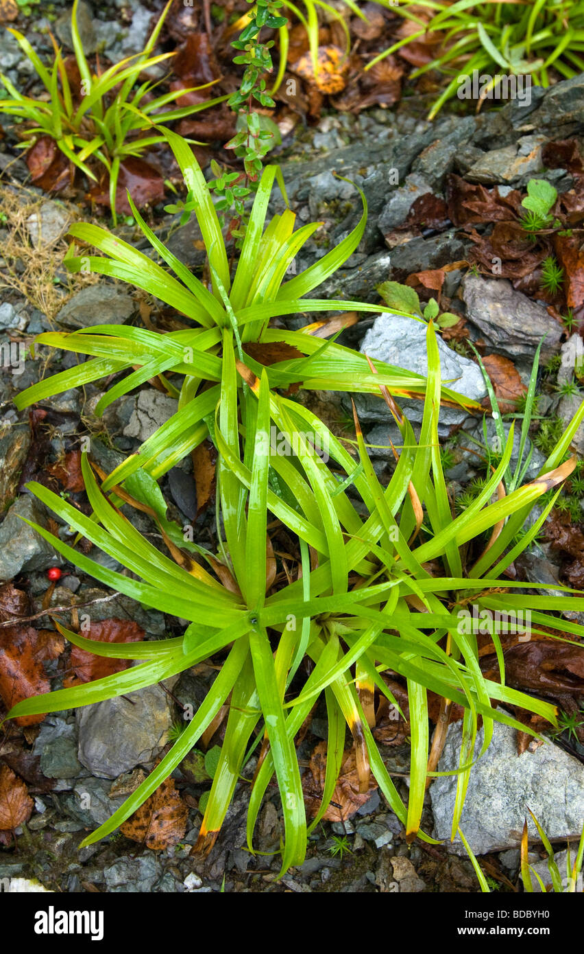 Il fogliame verde trovato sul muro di pietra. Foto Stock