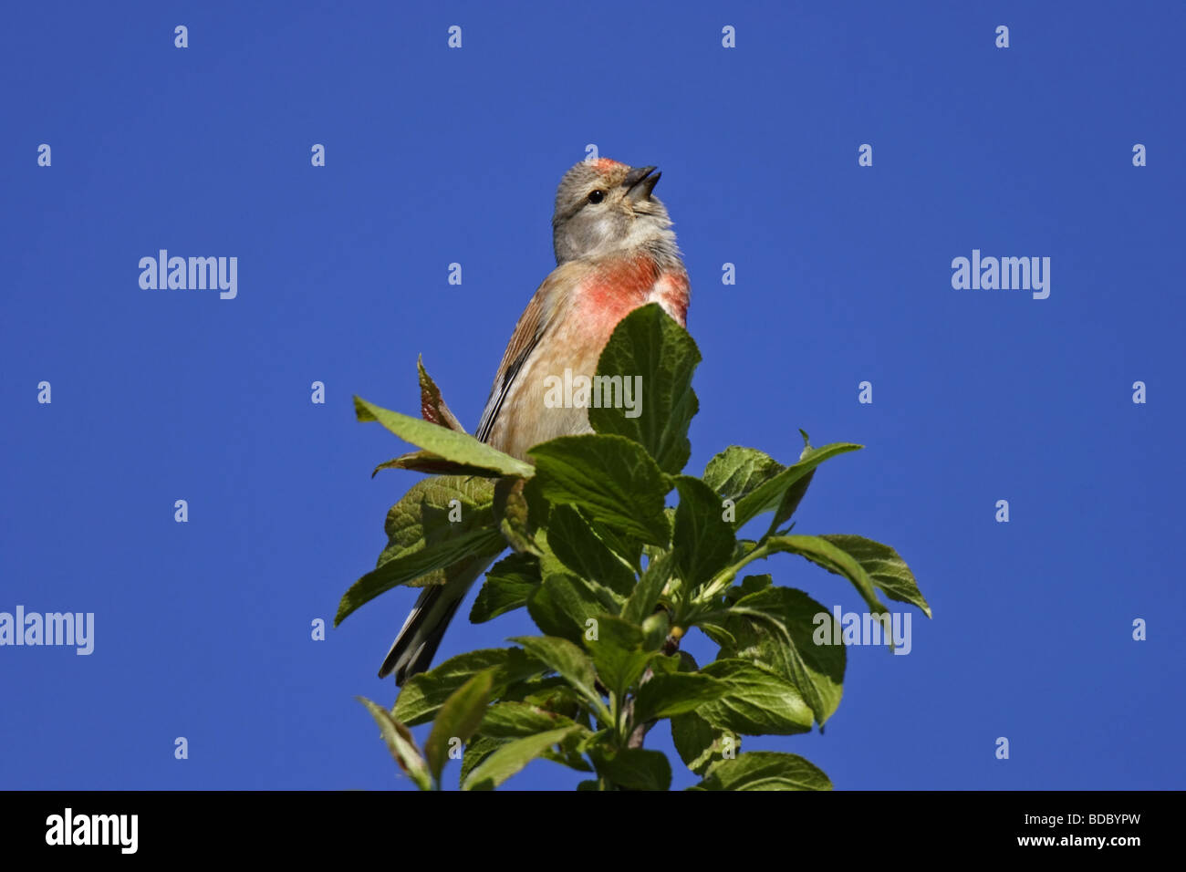 Bluthänfling (Carduelis cannabina) Linnet fringuelli Foto Stock