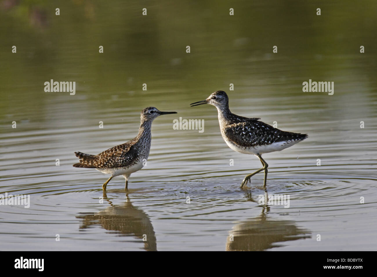 Bruchwasserläufer (Tringa glareola) Legno Sandpiper Foto Stock