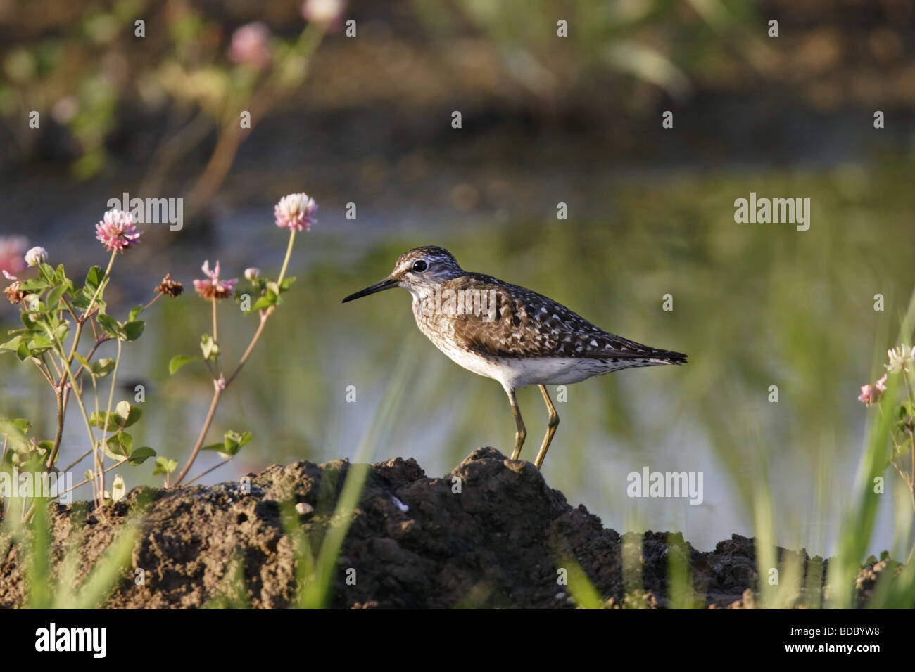 Bruchwasserläufer (Tringa glareola) Legno Sandpiper Foto Stock