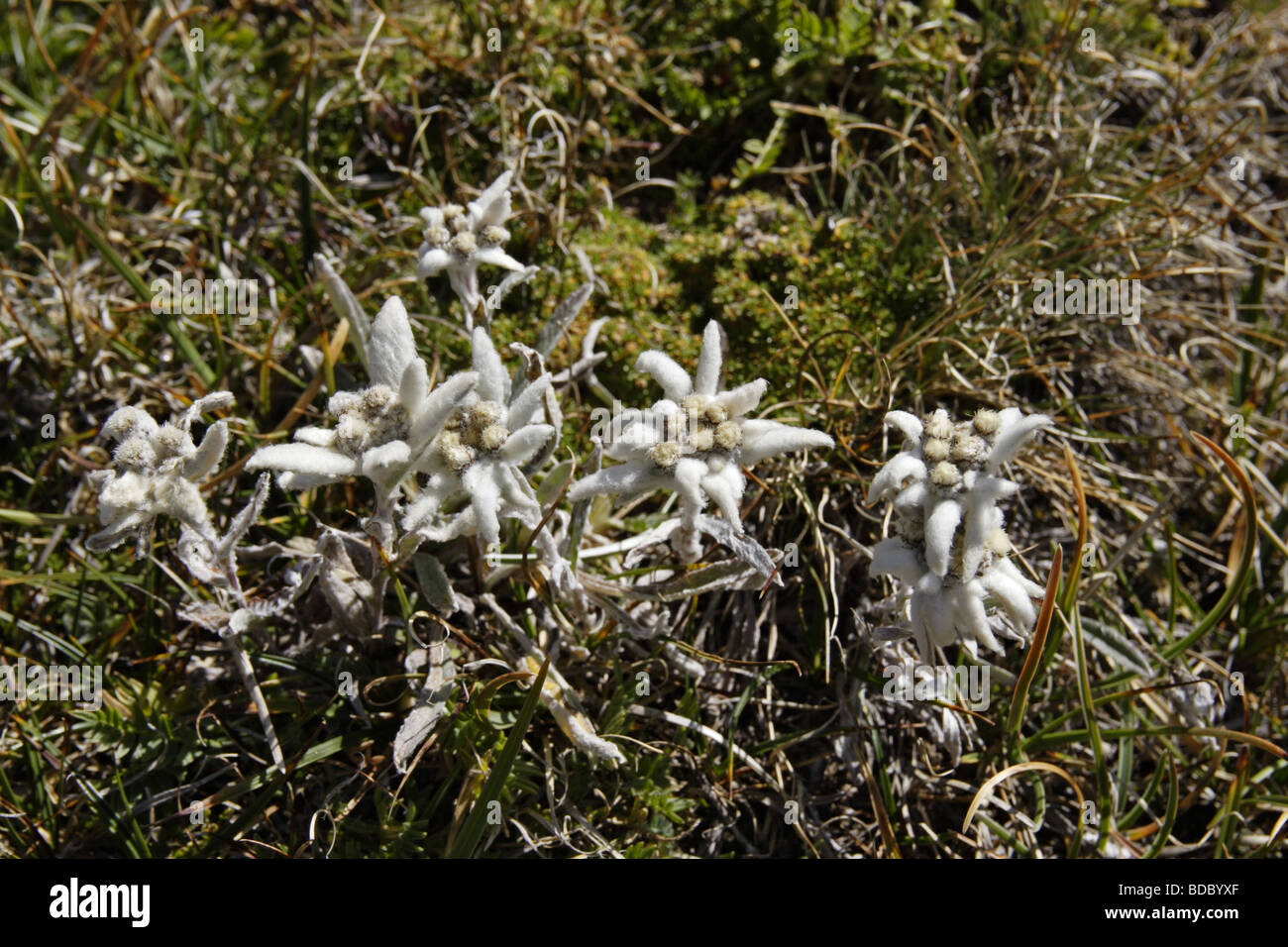 Alpen Edelweiß (Leontopodium nivale Alpinum) Edelweiss Foto Stock