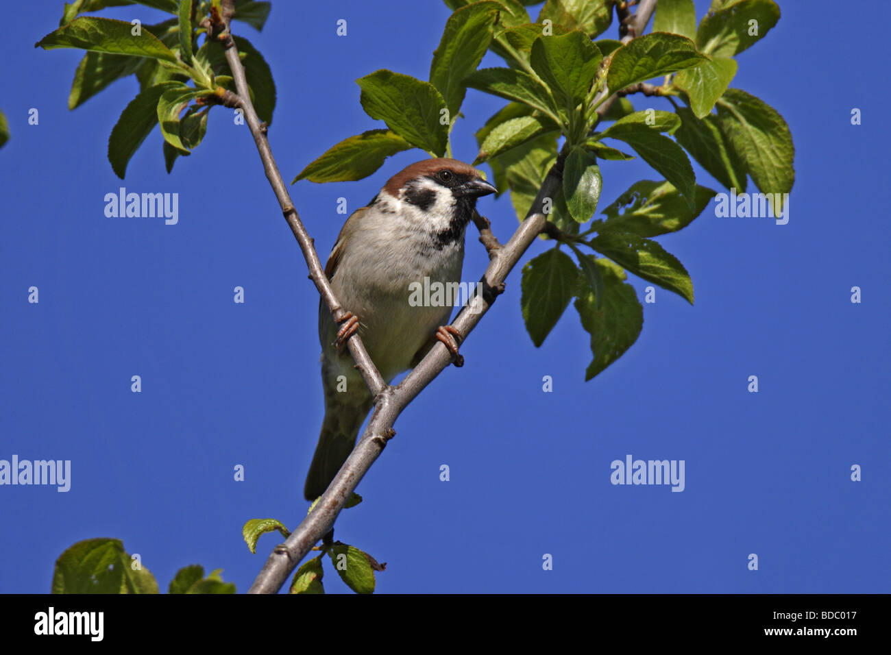 Feldsperling (Passer montanus) Tree Sparrow Foto Stock
