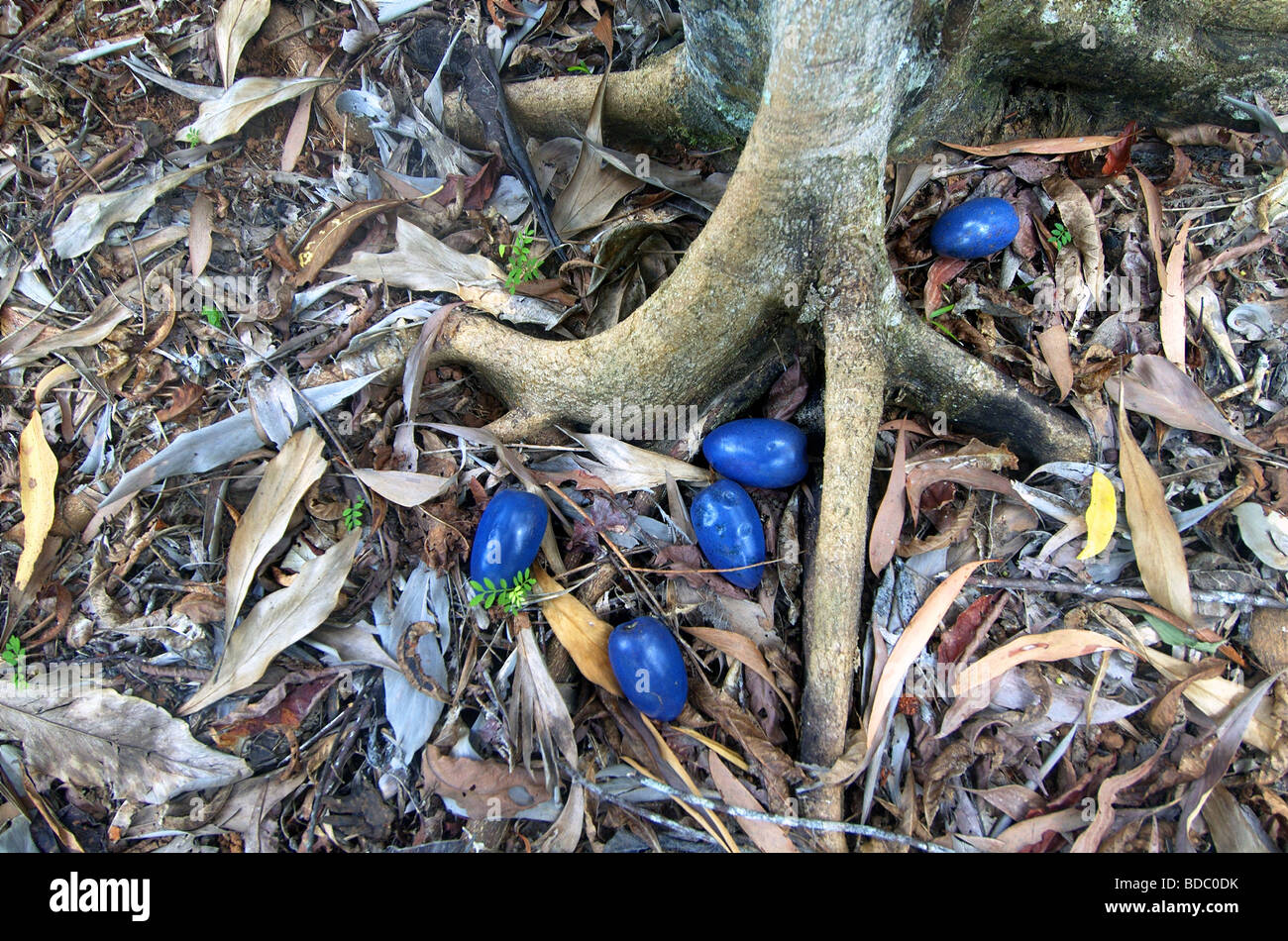 Big Blue frutto del casuario prugna (Cerbera floribunda) sul suolo della foresta pluviale, Parco Nazionale Daintree, Queensland, Australia Foto Stock