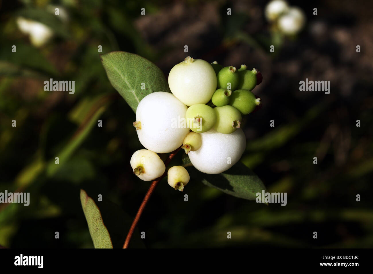 Snowberry o Waxberry Symphoricarpos alba famiglia Caprifoliaceae mostra lo sviluppo di bacche bianche da minuscoli fiori Foto Stock