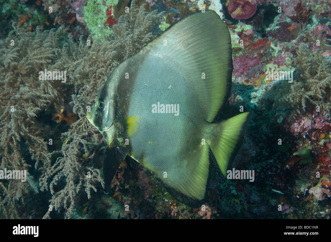 Un Pinnate Spadefish lungo la parete in Palau Foto Stock