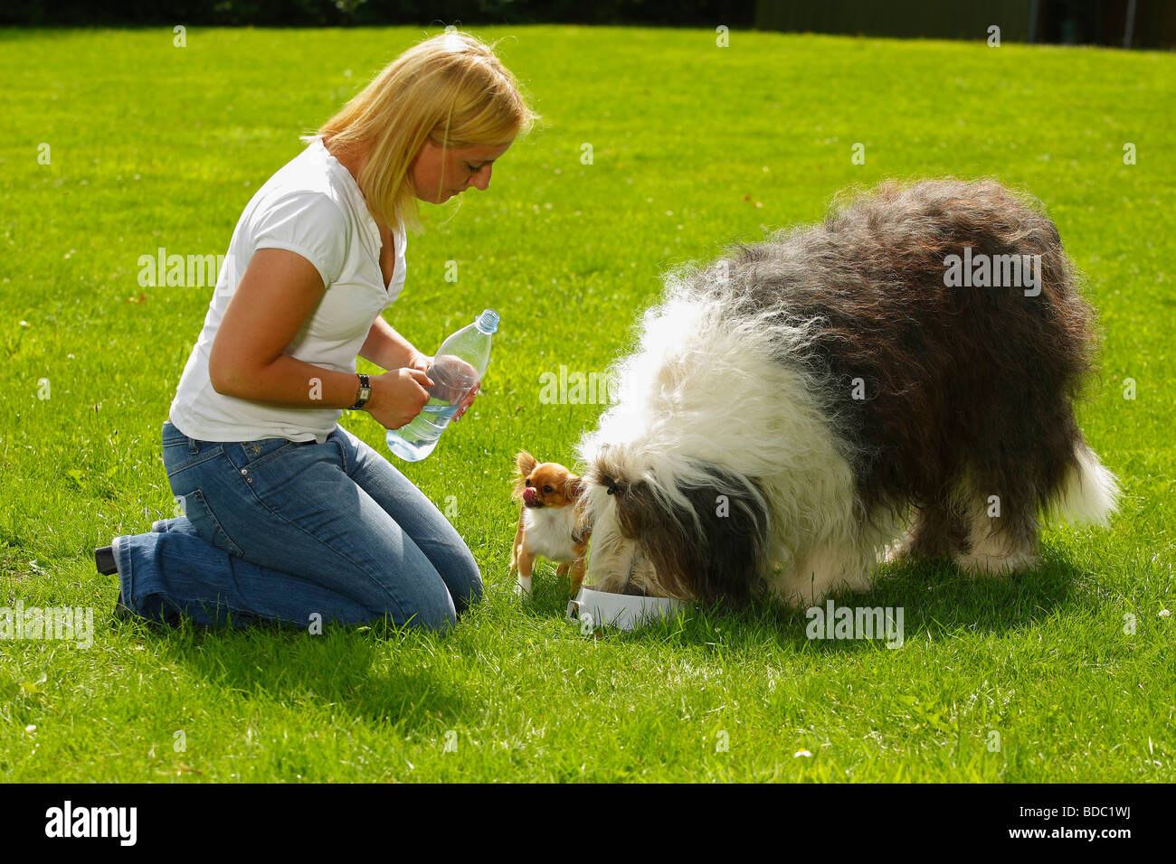 Donna con Chihuahua e Bobtail Old English Sheepdog ciotola Foto Stock