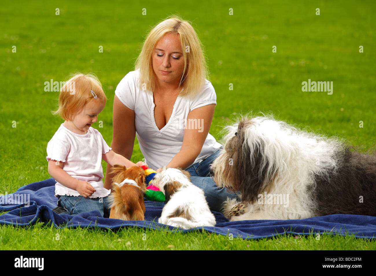 Donna con figlia Bobtail Chihuahua e di razza mista cucciolo di cane Old English Sheepdog Foto Stock