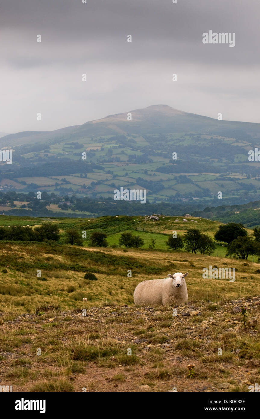 Un Gallese le pecore di montagna sul lato di una valle con il Brecon Beacons nelle foto di sfondo da Gordon Scammell Foto Stock