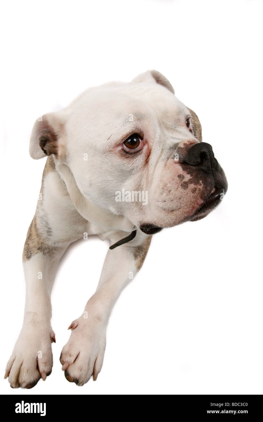 Bulldog inglese (Canis lupus f. familiaris), guardando verso l'alto con un fedele cane occhi Foto Stock