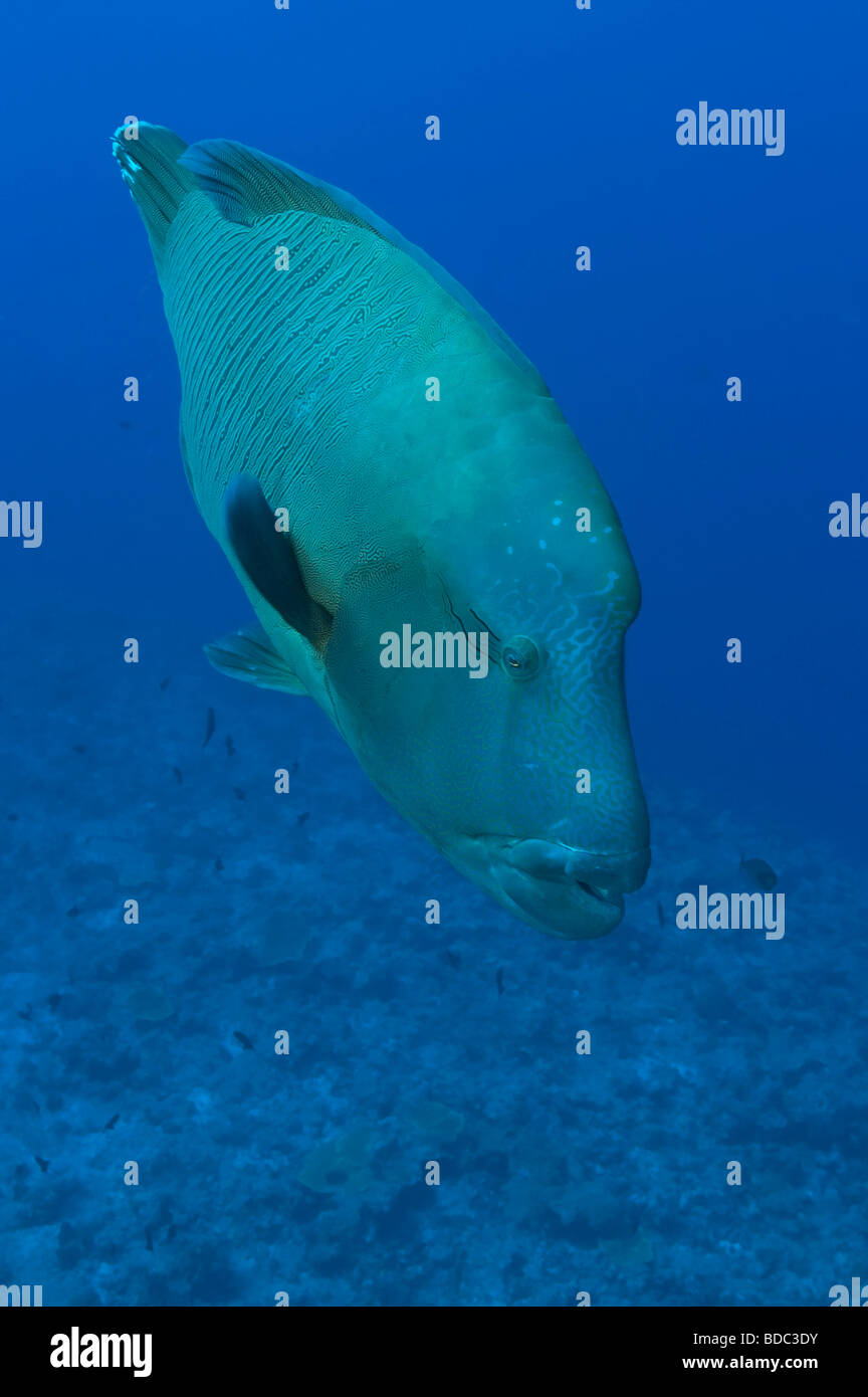 Un Humphead Wrasse sulla parete in Palau Foto Stock