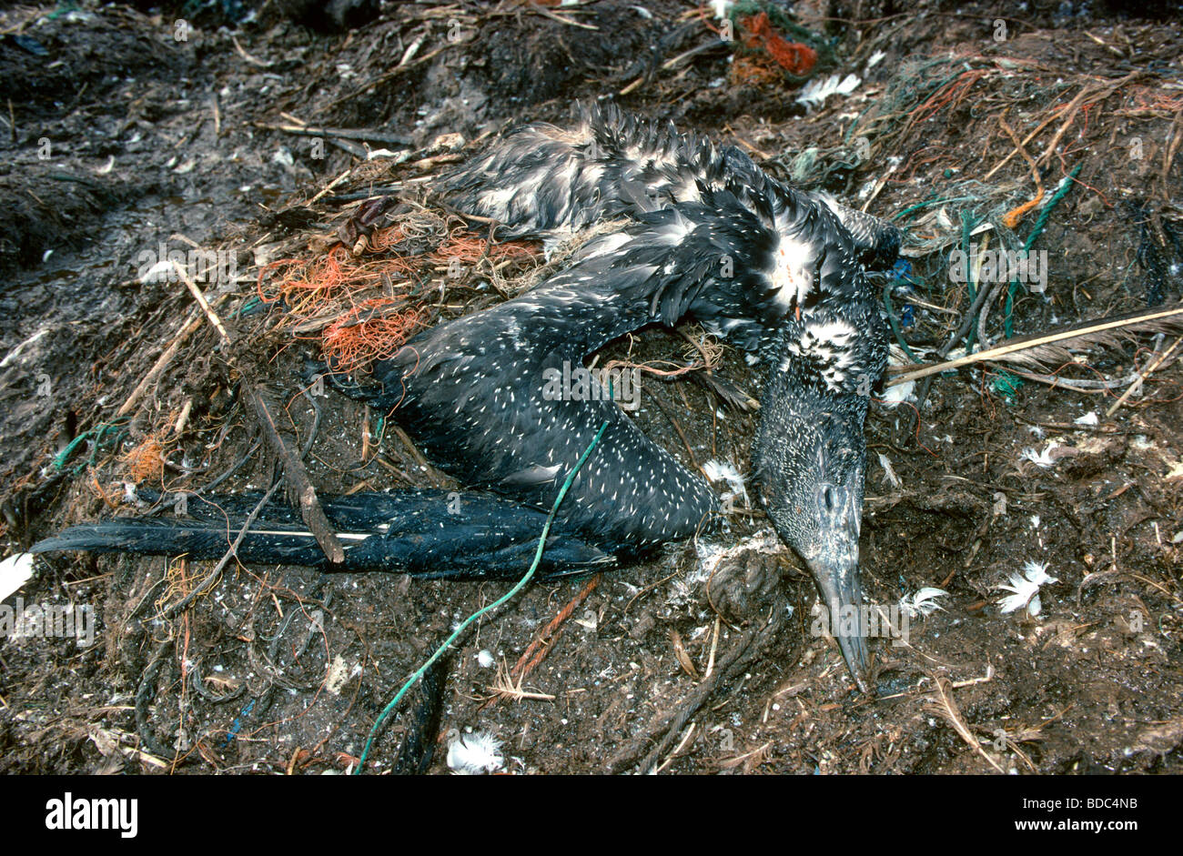 Bambino morto northern gannet Morus bassanus, invischiato in linea di pesca e net. Isola di Grassholm, Pembrokeshire, Galles. Foto Stock