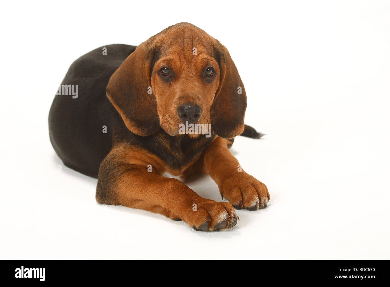 Ogar Polski, cucciolo, 9 settimane / Polacco Hound Foto Stock