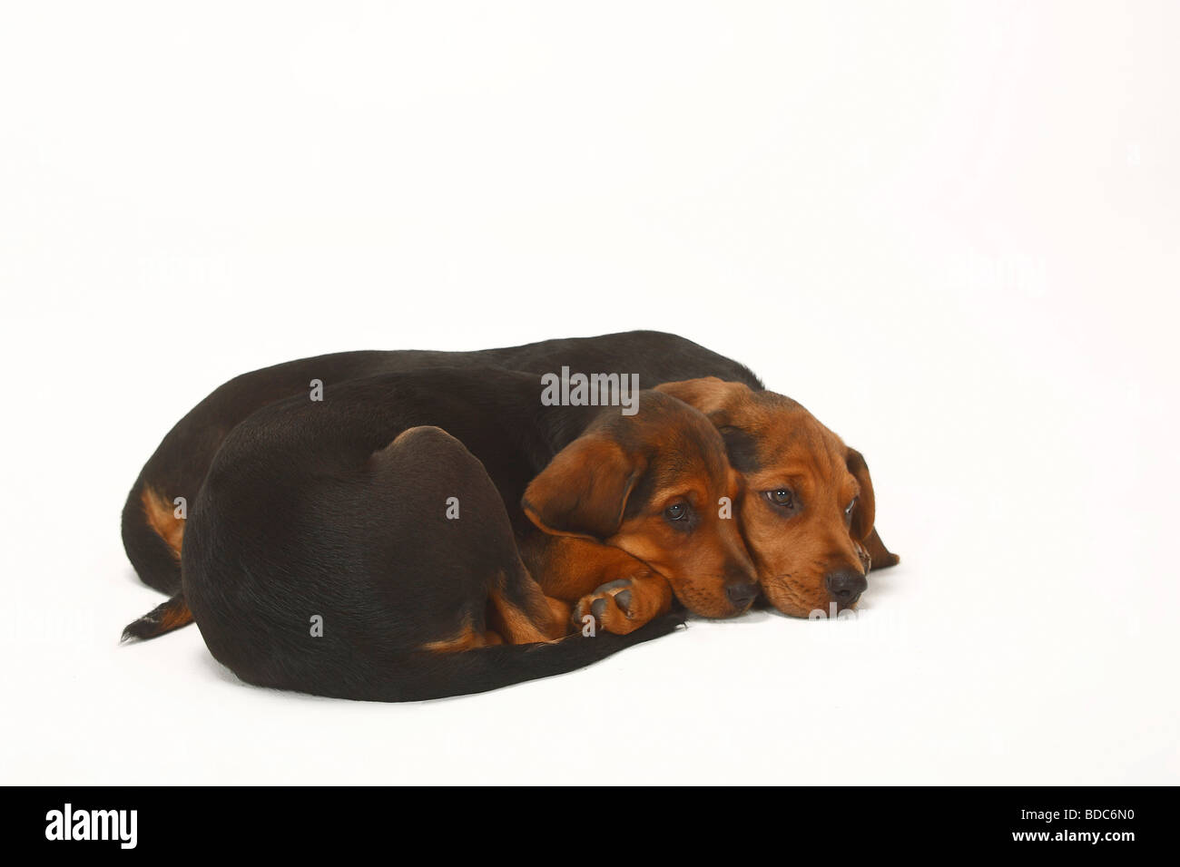 Ogar Polski cuccioli di 9 settimane il Segugio polacco Foto Stock