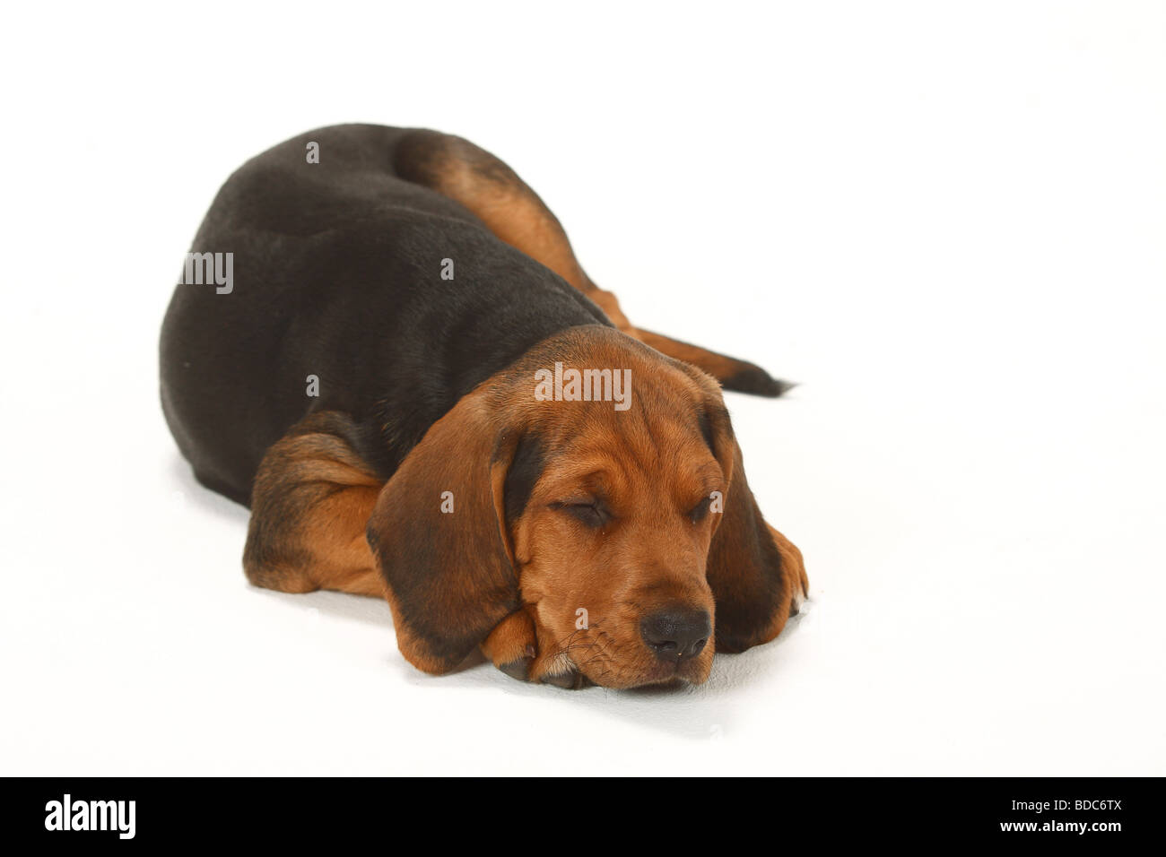 Ogar Polski cucciolo di 9 settimane il Segugio polacco Foto Stock