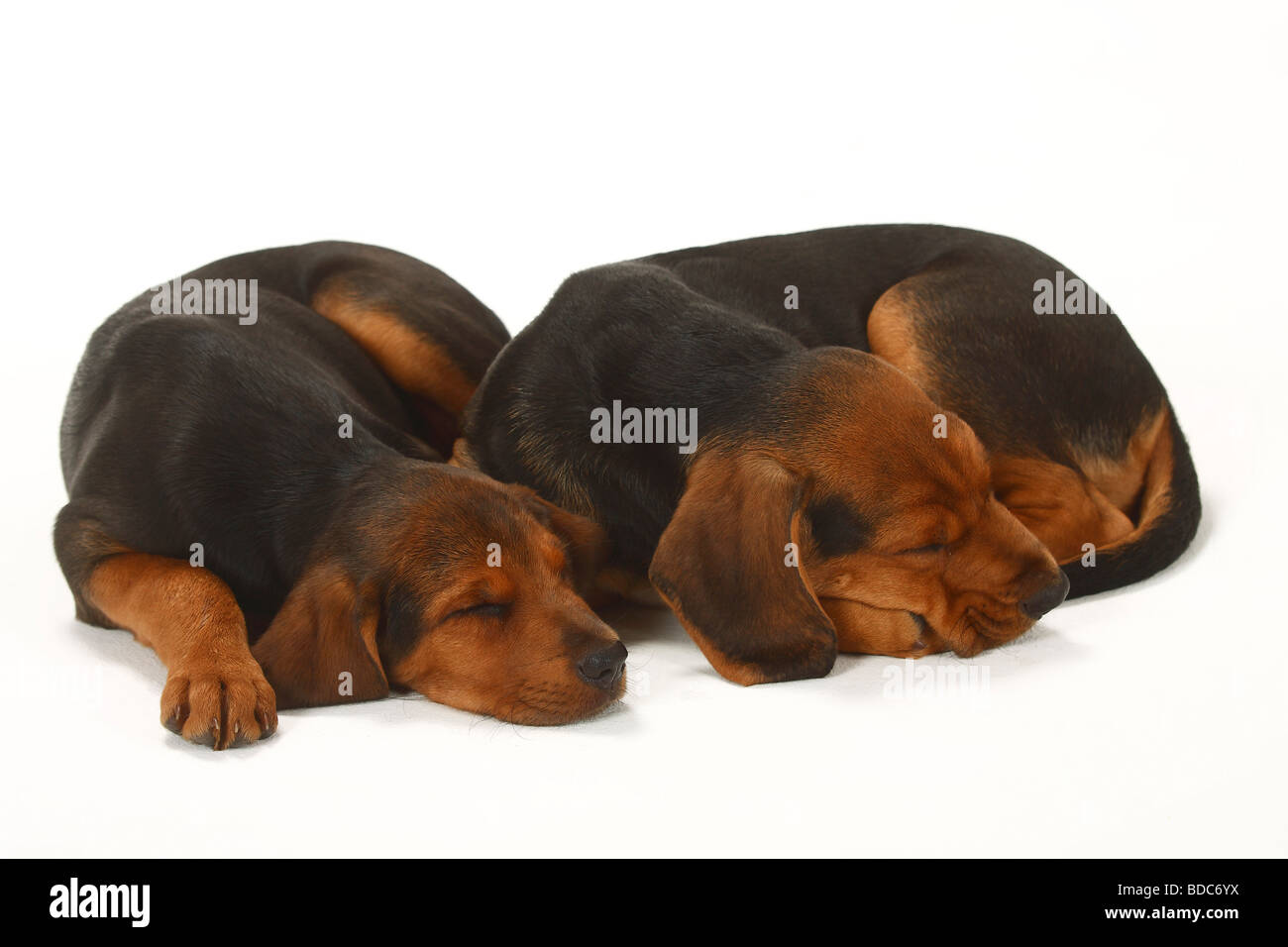 Ogar Polski cuccioli di 9 settimane il Segugio polacco Foto Stock