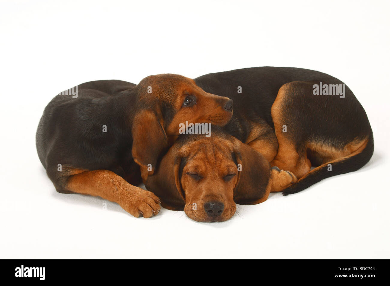 Ogar Polski cuccioli di 9 settimane il Segugio polacco Foto Stock