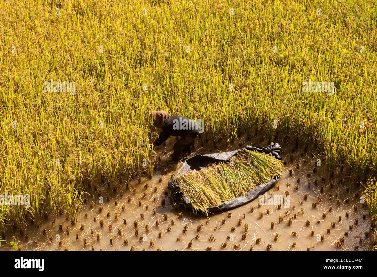 Indonesia Sulawesi Tana Toraja Londa village donna campo di raccolta di riso da solo Foto Stock