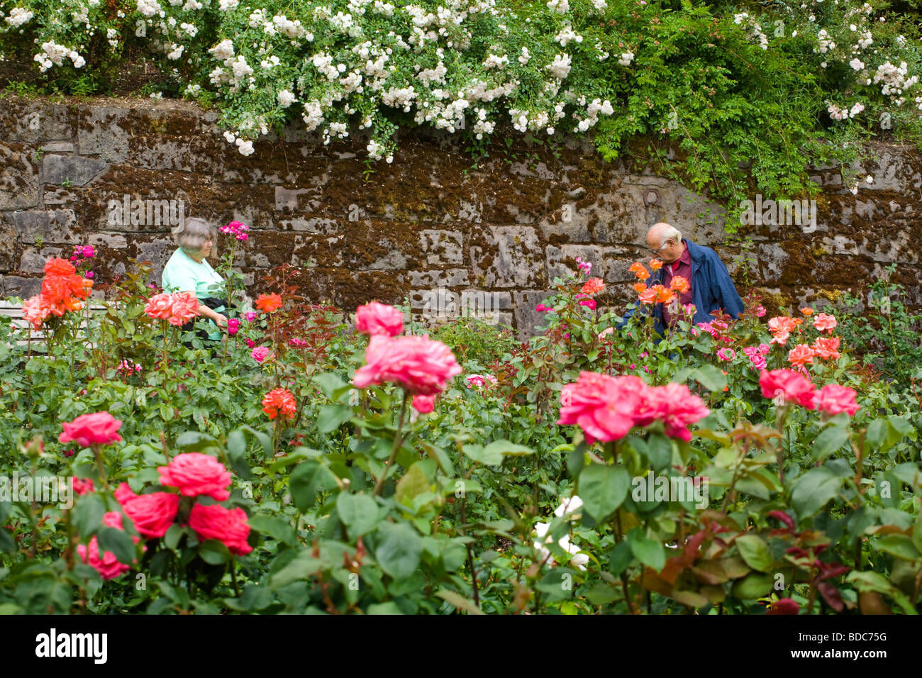 International Rose Test Garden a Portland, Oregon, la Città delle Rose Foto Stock