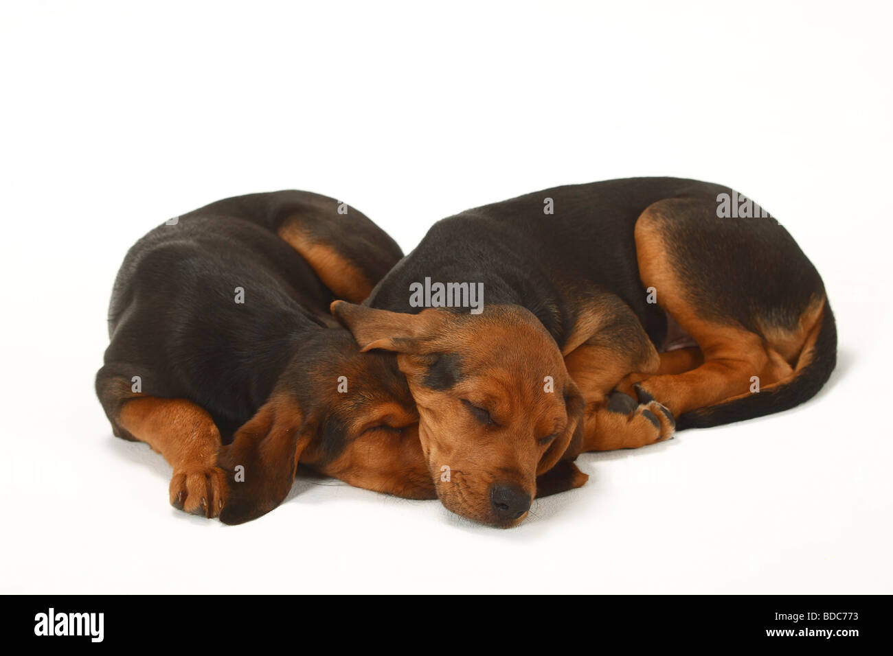 Ogar Polski cuccioli di 9 settimane il Segugio polacco Foto Stock