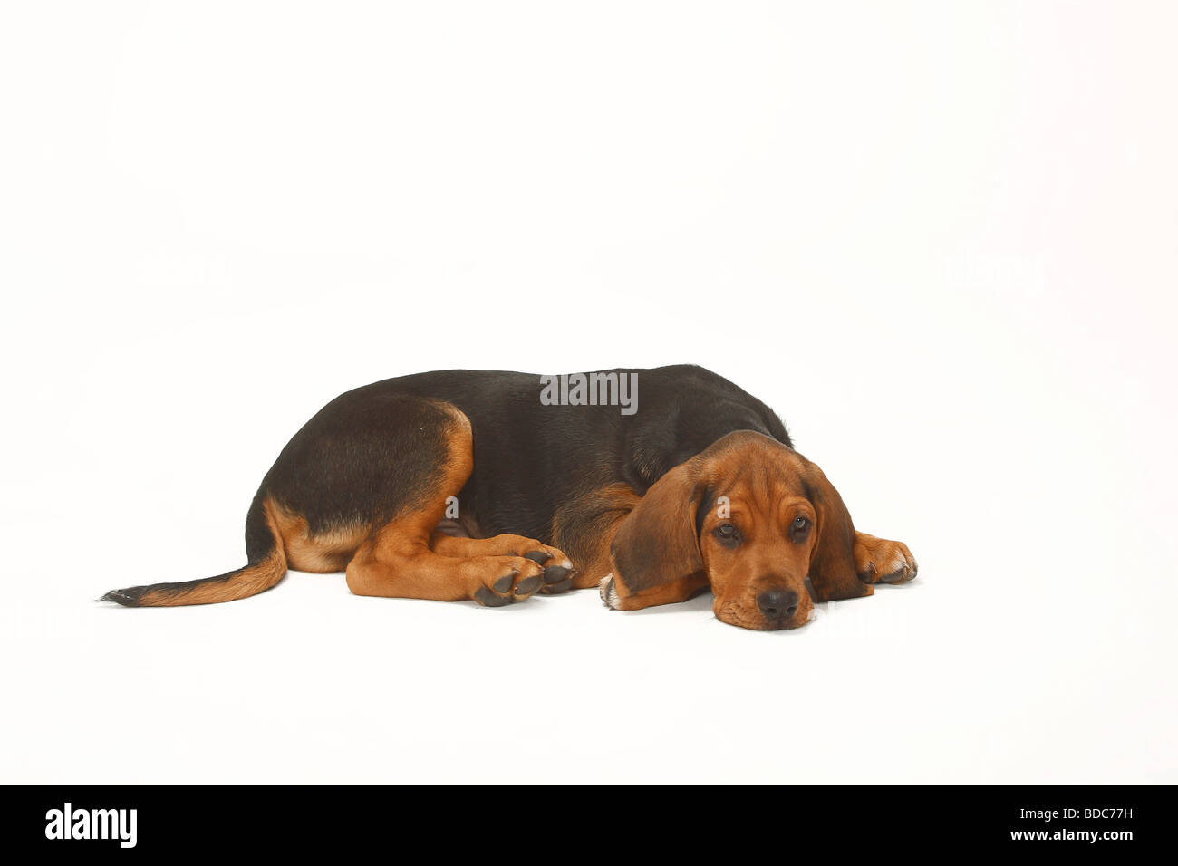 Ogar Polski cucciolo di 9 settimane il Segugio polacco Foto Stock