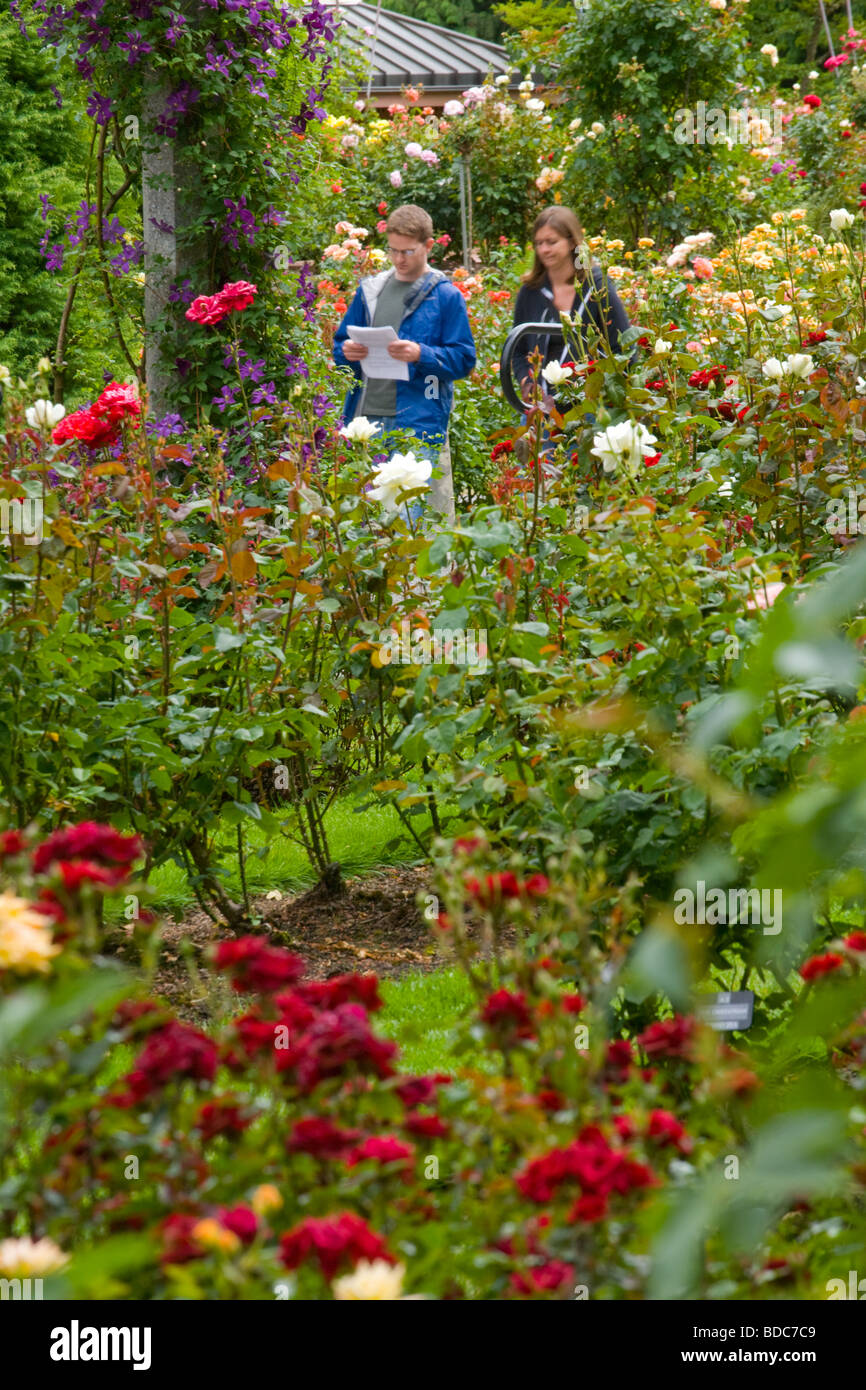 International Rose Test Garden in Portland Oregon la Città delle Rose Foto Stock
