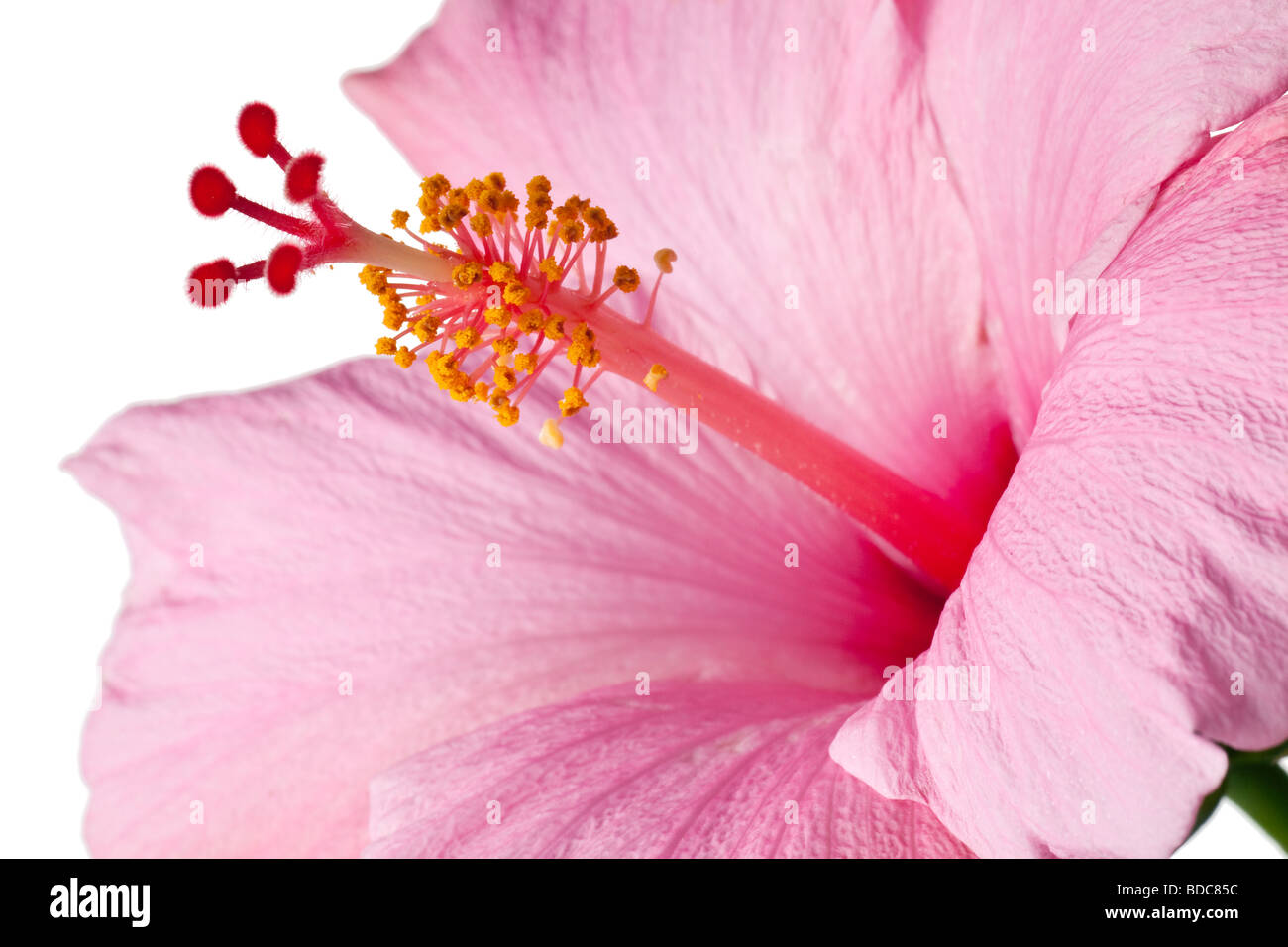 Ibisco rosa isolato su sfondo bianco pulito bianco puro senza sfondo grigio Foto Stock