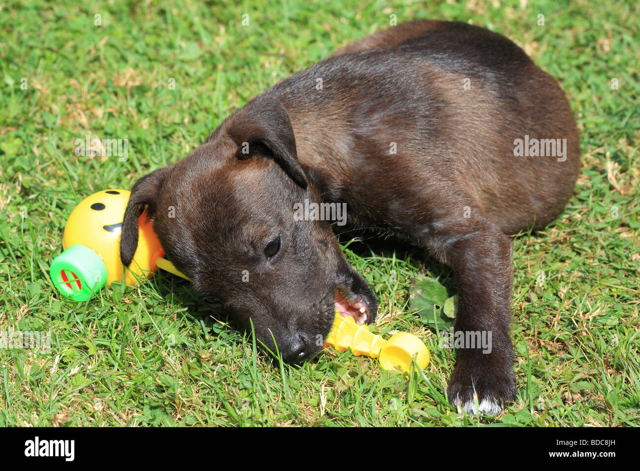 Jack Russell cucciolo giocare con un giocattolo smiley sull'erba Foto Stock