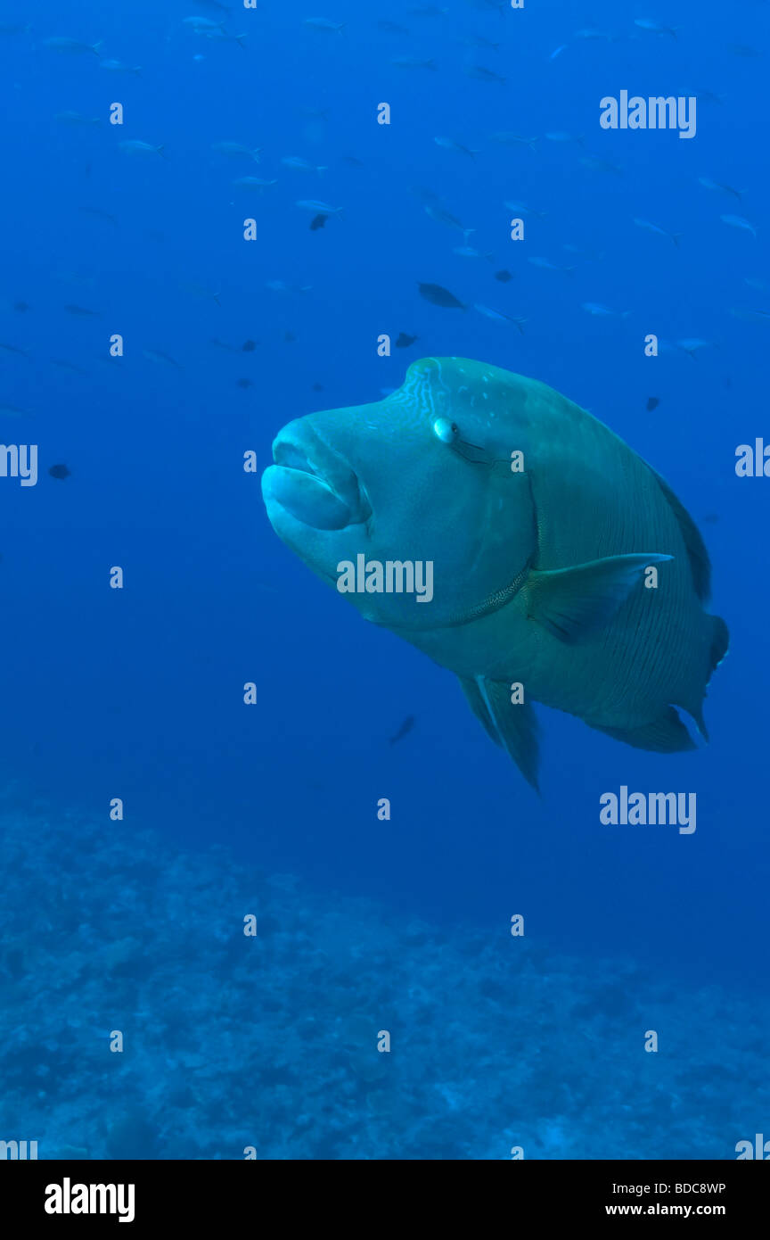 Un Humphead Wrasse sulla parete in Palau Foto Stock