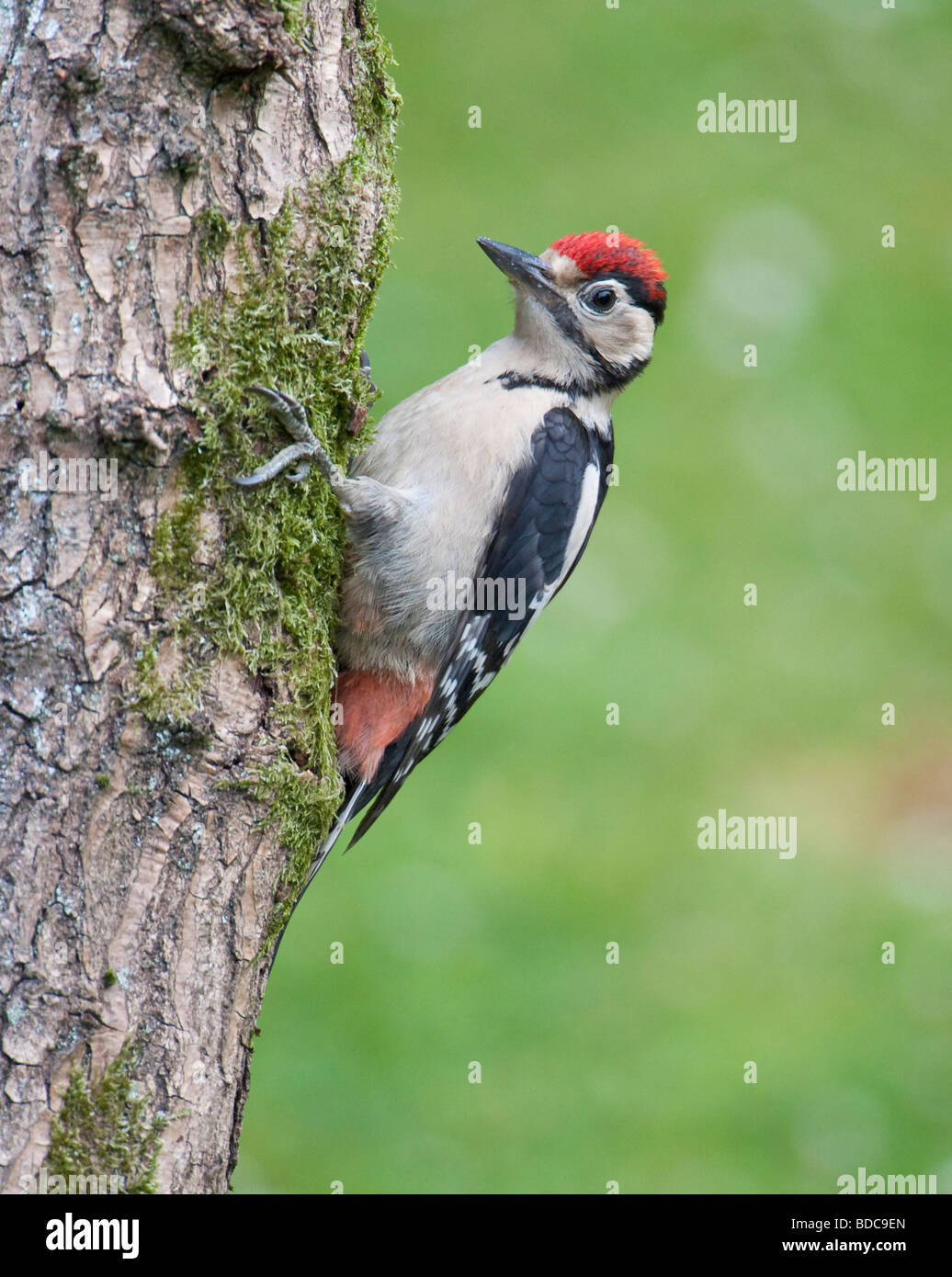 Picchio Rosso (Dendrocopos major) su un tronco di albero, Surrey, Inghilterra Foto Stock