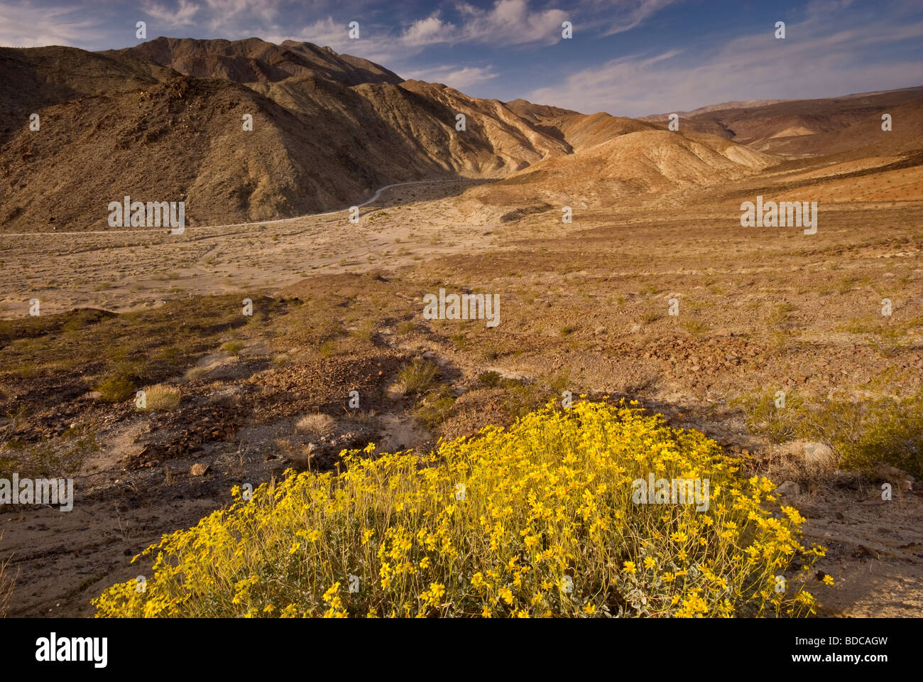 Brittlebush fioritura in primavera a Darwin a Canyon vicino Panamint Valley Death Valley National Park California USA Foto Stock