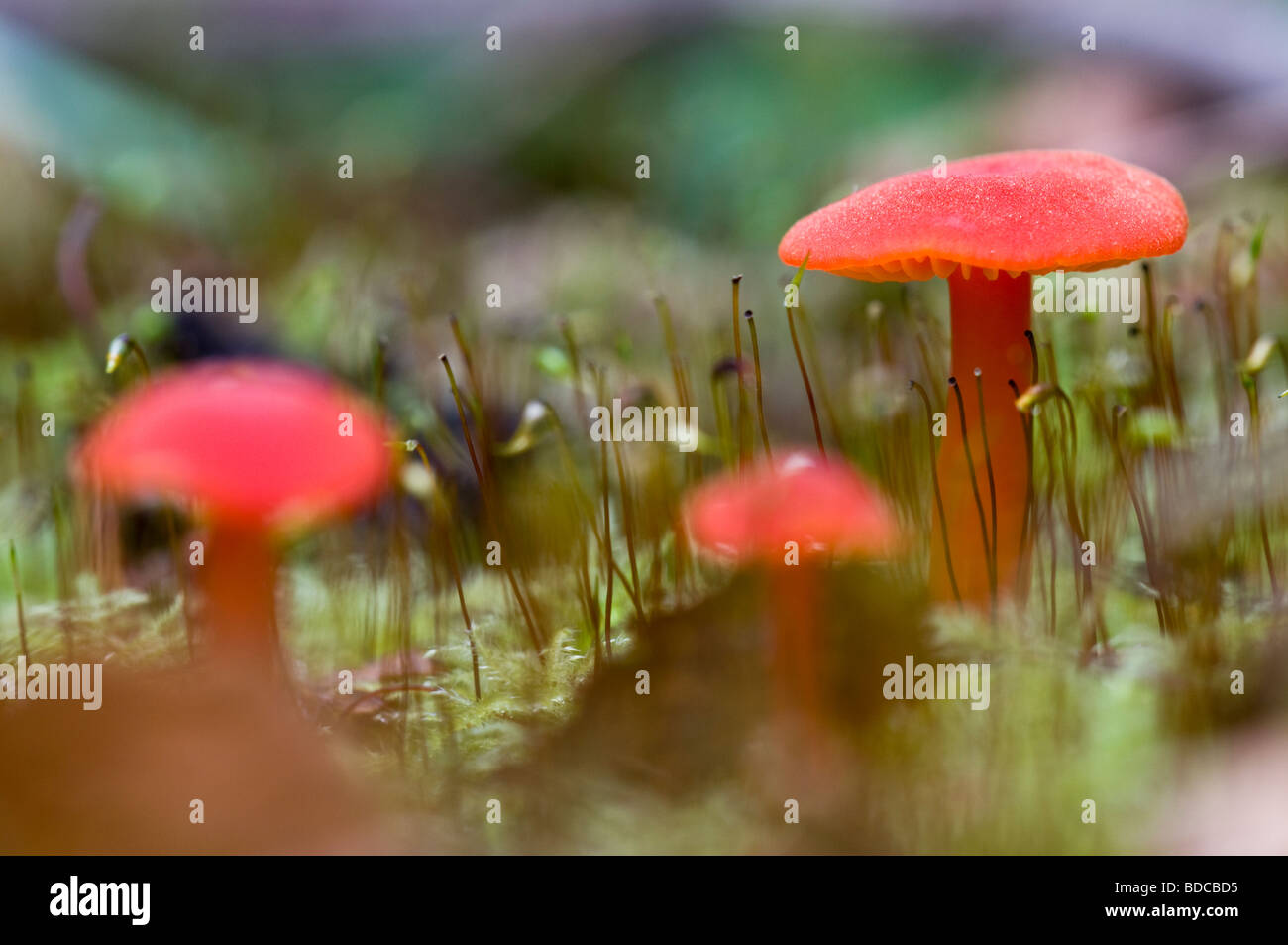 Scarlet Waxcap Hygrocybe coccinea Foto Stock