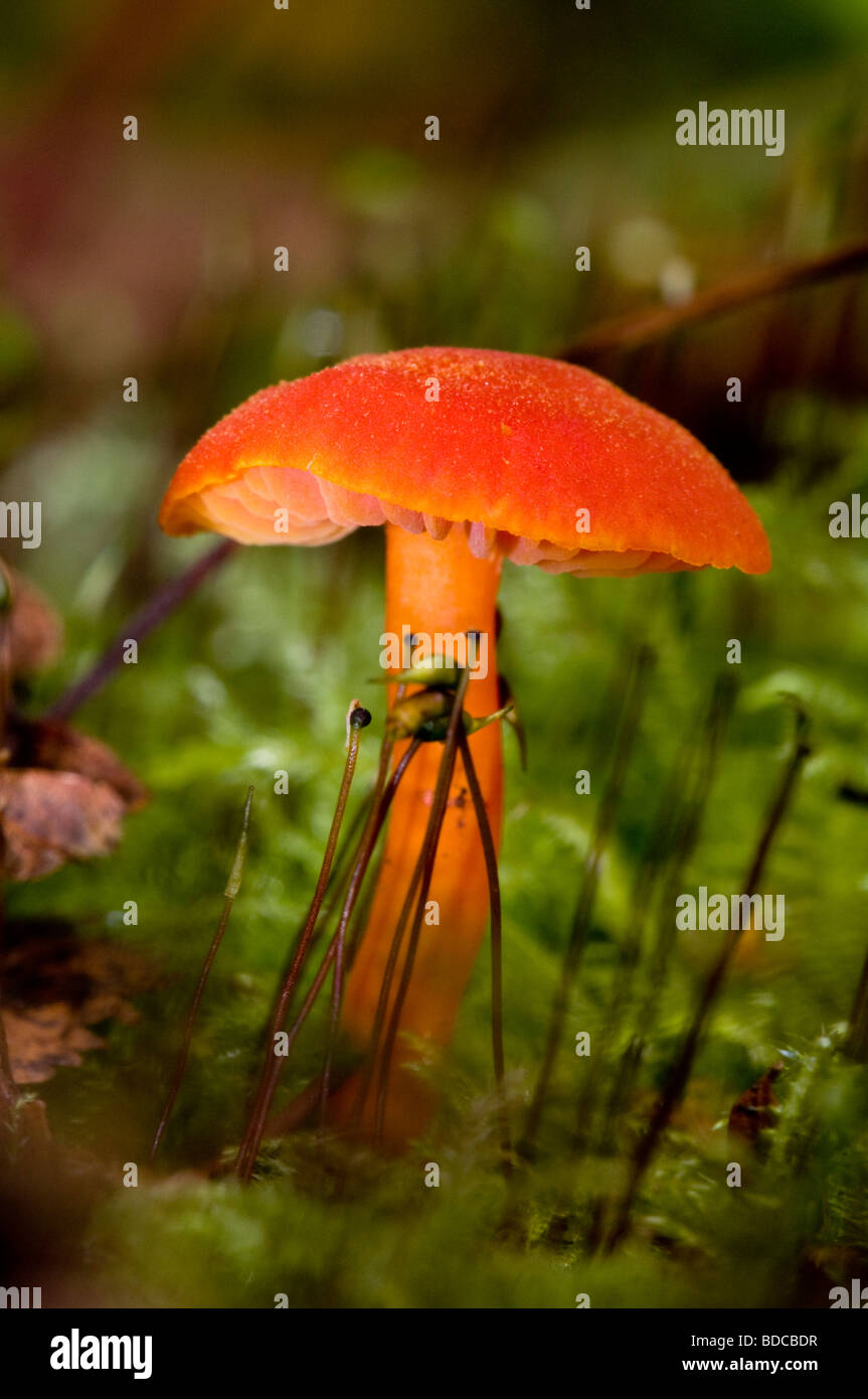 Scarlet Waxcap Hygrocybe coccinea Foto Stock