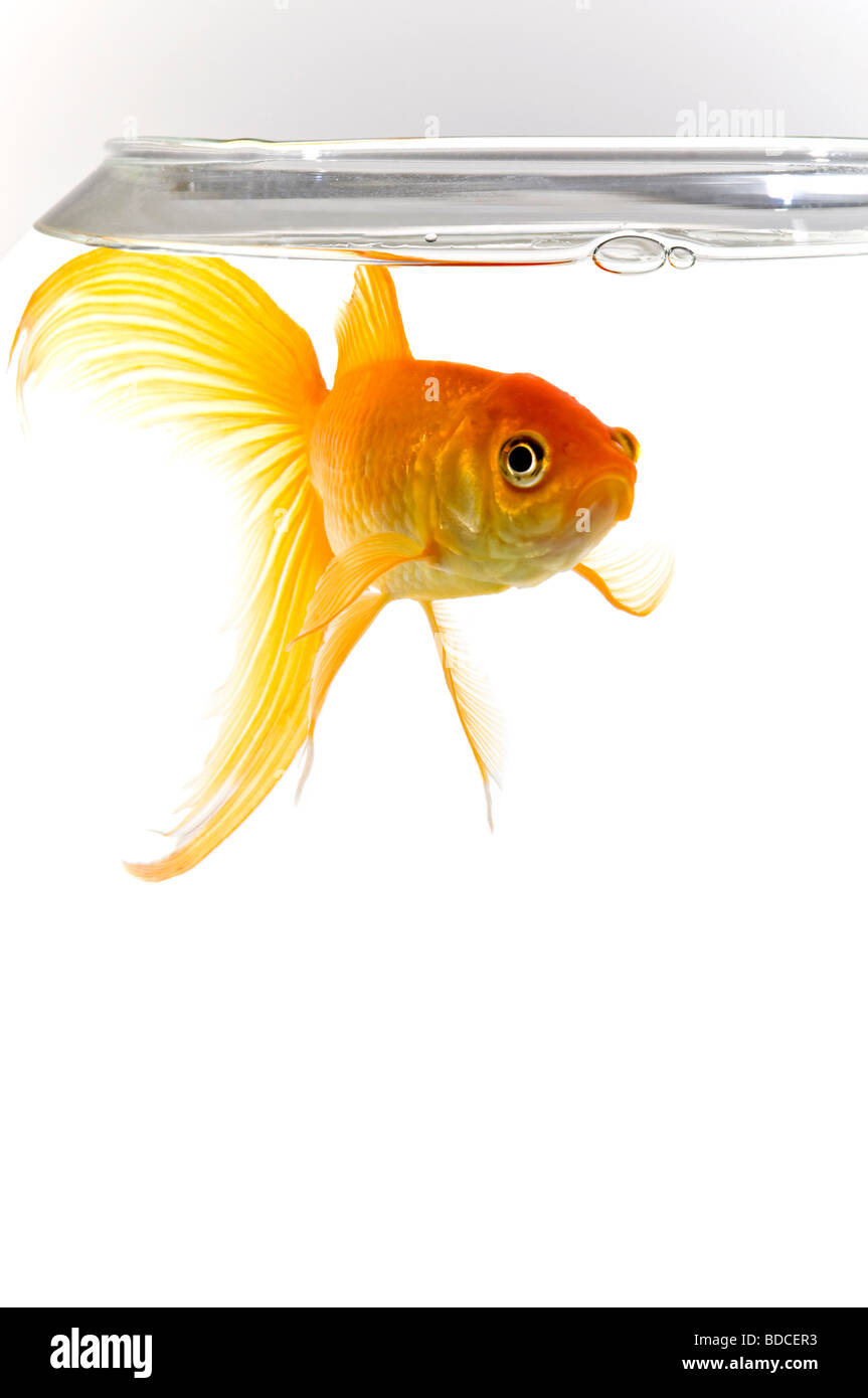 Verticale fino in prossimità di un arancio brillante goldfish [Carassius auratus] cercando miserabile staring al di fuori di un pesce tondo ciotola Foto Stock