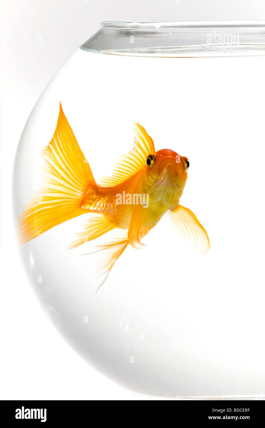 Verticale fino in prossimità di un arancio brillante goldfish [Carassius auratus] fissando al di fuori di un pesce tondo ciotola contro uno sfondo bianco Foto Stock