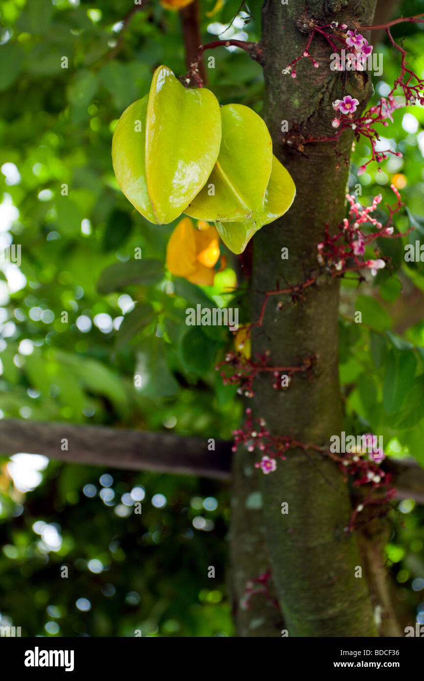 Carambole o star fruit (Averrhoa carambola) sull'albero, Hualien, Taiwan Foto Stock