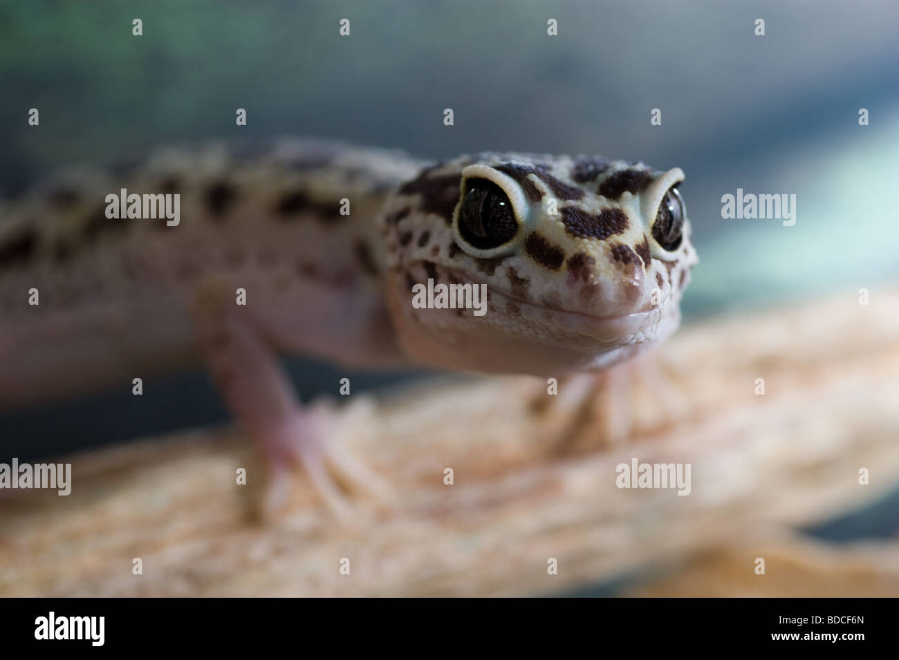 Il GECO, natura eublepharis lizard, dragon, Colori di mimetizzazione, leopard gecko terrario, white pet, primitiva rettile iguana Foto Stock