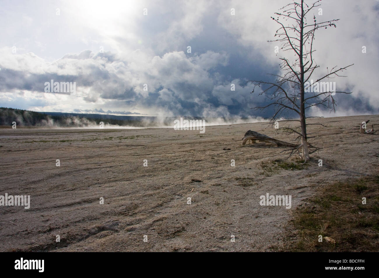 Albero morto nella distesa di Fontana di agglomerato Paint Pots il Parco Nazionale di Yellowstone Foto Stock