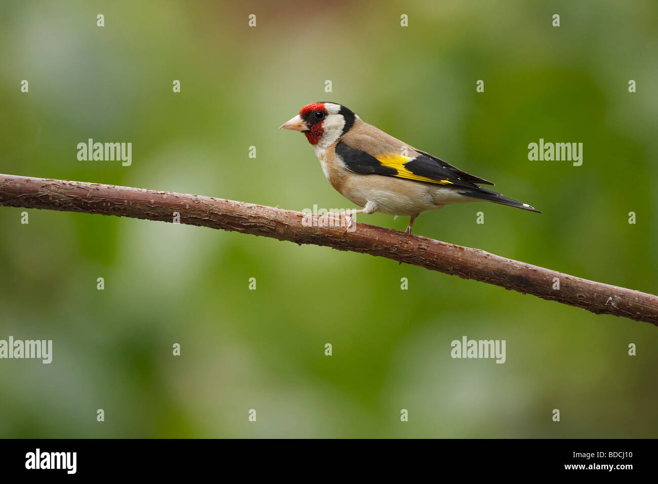 Cardellino, Carduelis carduelis, REGNO UNITO Foto Stock
