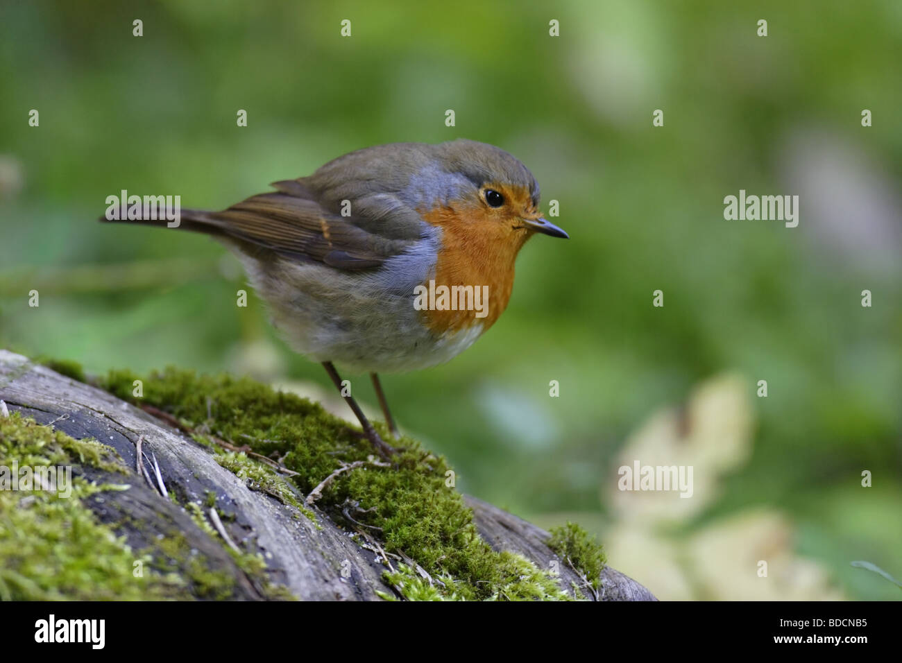 Rotkehlchen (Erithacus rubecula) Parlamento Robin Foto Stock