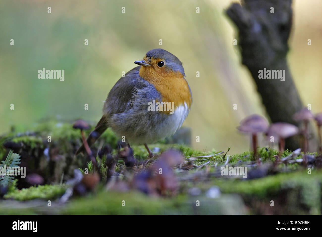 Rotkehlchen (Erithacus rubecula) Parlamento Robin Foto Stock