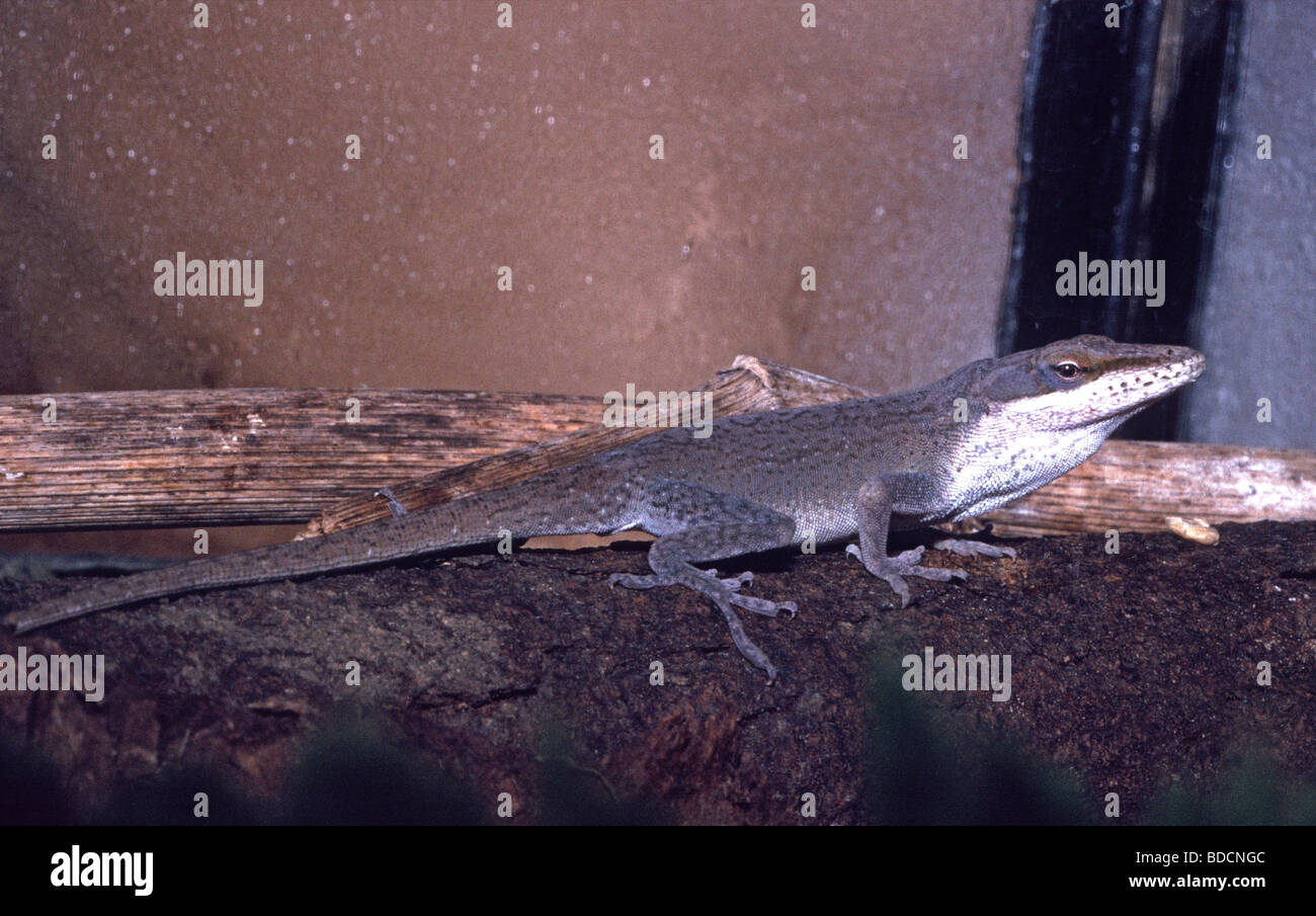 Il pet Anole lizard Anolis carolinensis Foto Stock
