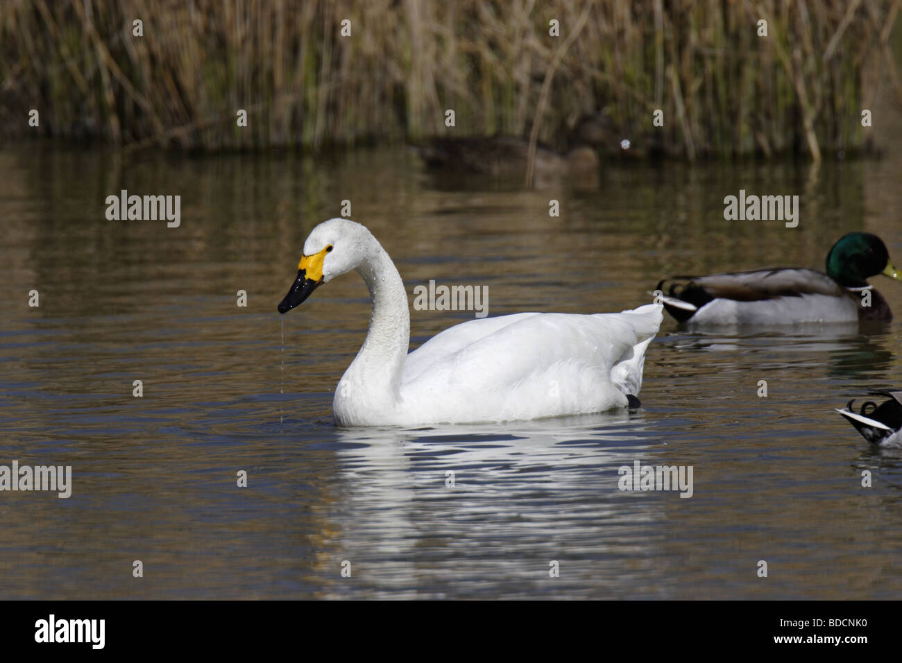 Singschwan (Cygnus cygnus) Unione Whooper swan Foto Stock