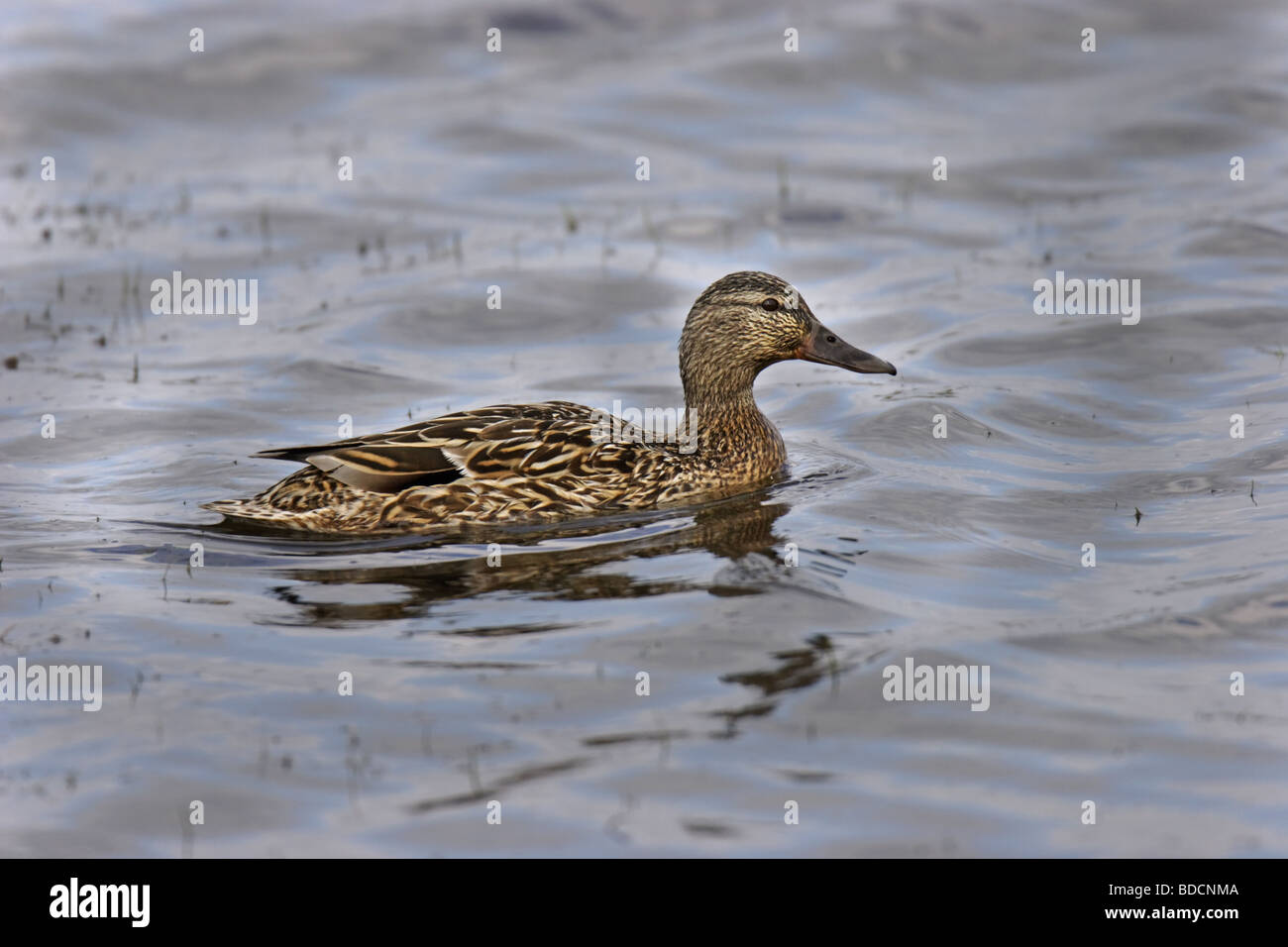 Stockente (Anas platyrhynchos) mallard - femmina Foto Stock